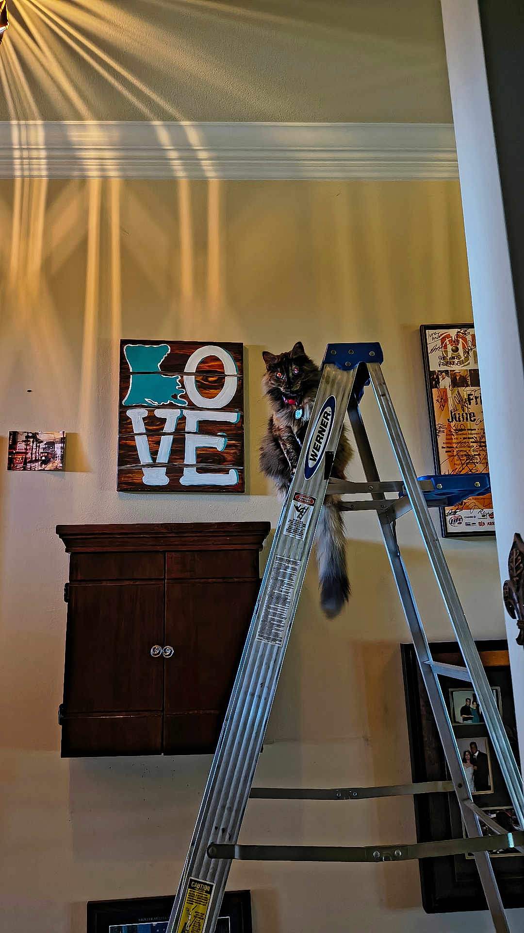 Machoo is registered to the contest to win money with this photo: cat, ladder, indoor, wall_art, wooden_sign, furniture, cabinet, decor, pet, animal, curious, fluffy, perched, room, light, shadow, metal, stairs, home, portrait