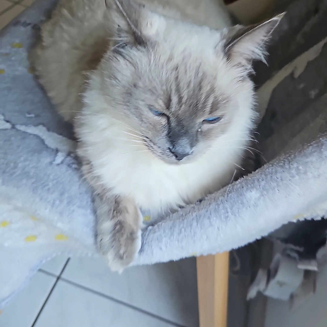 Topaze participe au concours pour gagner de l'argent avec cette photo : animal, blue_eyes, cat, chair, cushion, ears, face, fluffy, gray_markings, indoor, long_hair, paw, pet, portrait, relaxed, sitting, sleepy, tiled_floor, whiskers, white_fur