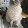 animal, blue_eyes, brown_face, cat, computer, cream_fur, cute, desk, ears, fluffy, gray_surface, home_office, indoors, long_hair, paws, pet, portrait, standing, whiskers, wooden_furniture
