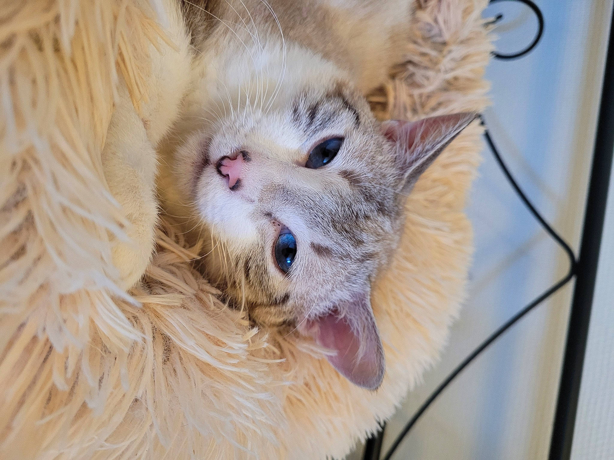 Fakir participe au concours pour gagner de l'argent avec cette photo : carnivore, cat, claw, domestic_short_haired_cat, fang, fawn, felidae, fur, iris, paw, small_to_medium_sized_cats, snout, terrestrial_animal, whiskers, window