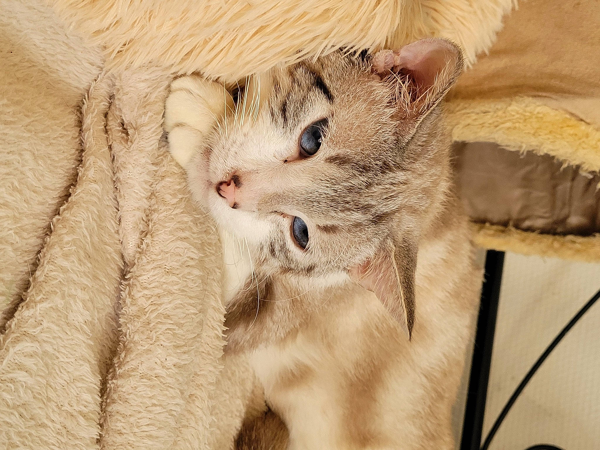 Fakir participe au concours pour gagner de l'argent avec cette photo : beige, big_cats, carnivore, cat, claw, domestic_short_haired_cat, eye, eyelash, fawn, felidae, fur, paw, small_to_medium_sized_cats, snout, terrestrial_animal, whiskers, wildlife