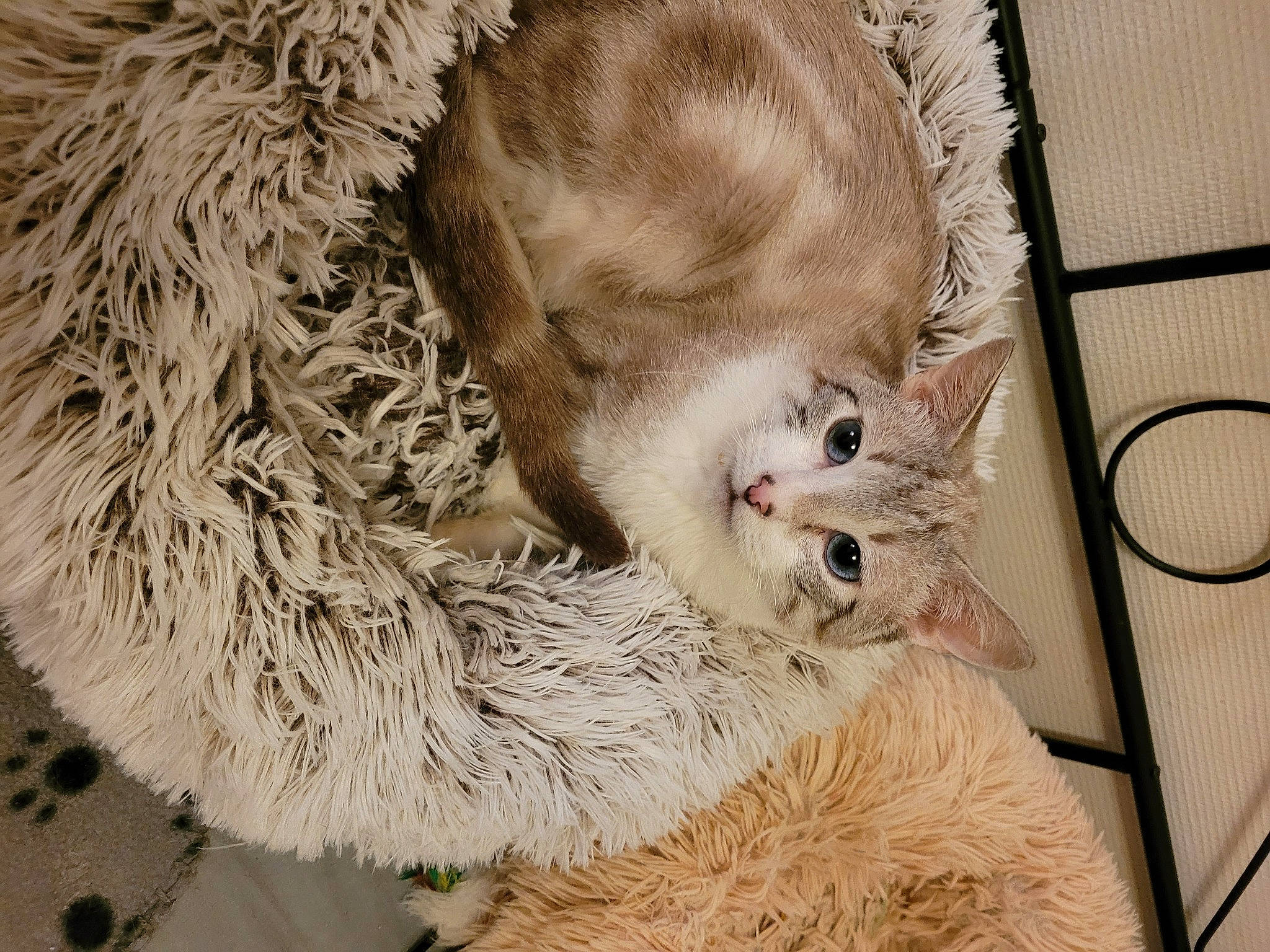 Fakir participe au concours pour gagner de l'argent avec cette photo : carnivore, cat, claw, domestic_short_haired_cat, fawn, felidae, fur, paw, small_to_medium_sized_cats, snout, tail, terrestrial_animal, whiskers