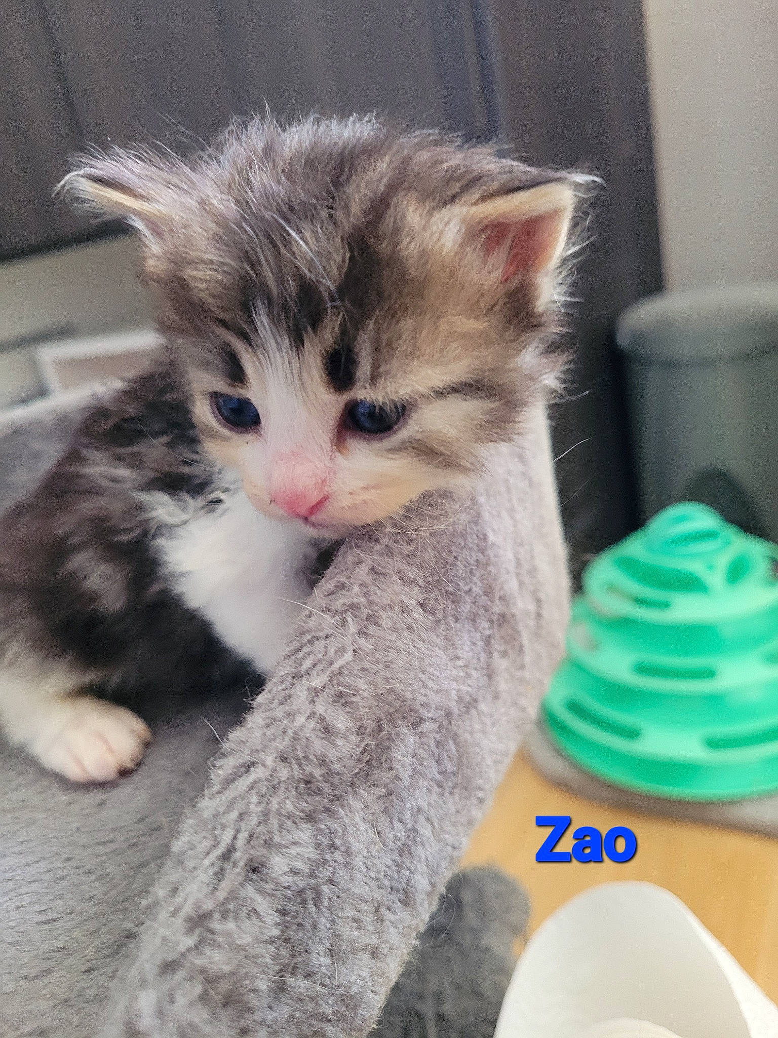 Zao a rejoint le concours — aidez-le/la à gagner de superbes lots ! carnivore, cat, claw, couch, domestic_short_haired_cat, drinkware, fawn, felidae, fur, paw, photo_caption, plant, plastic_bottle, small_to_medium_sized_cats, snout, tableware, tail, water_bottle, whiskers, window