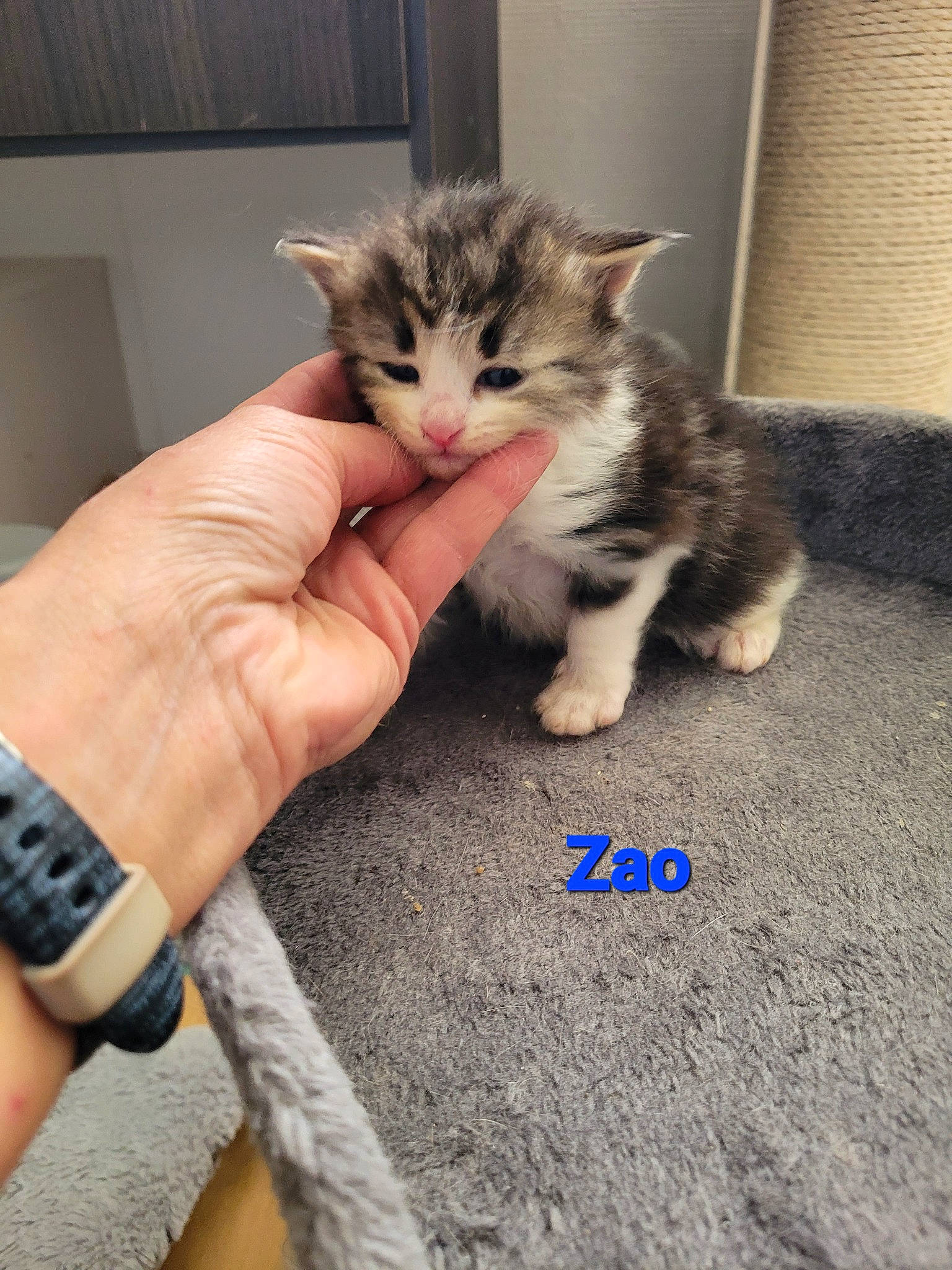 Zao a rejoint le concours — aidez-le/la à gagner de superbes lots ! carnivore, cat, claw, comfort, domestic_short_haired_cat, felidae, finger, flooring, fur, gesture, jewellery, lap, nail, paw, small_to_medium_sized_cats, snout, tail, watch, whiskers, wrist