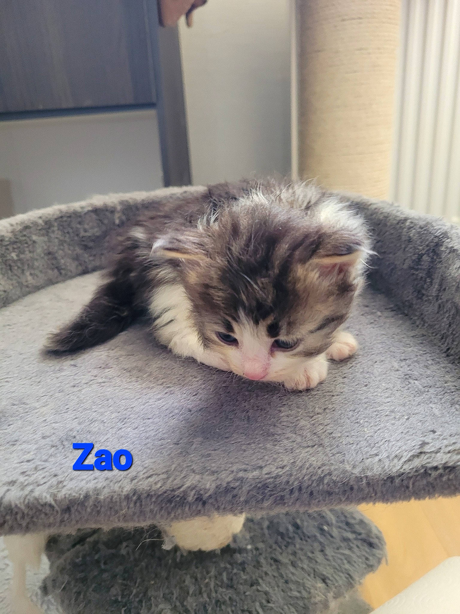 Zao participe au concours pour gagner de l'argent avec cette photo : british_longhair, carnivore, cat, claw, comfort, domestic_short_haired_cat, felidae, flooring, fur, grey, nap, paw, small_to_medium_sized_cats, snout, tail, textile, whiskers, window, wood, wool