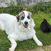 Milka a rejoint le concours — aidez-le/la à gagner de superbes lots ! animal, beak, black_chicken, chicken, companion, dog, feathers, friendly, fur, grass, nature, outdoor, pet, relaxing, resting, smiling_dog, stone_wall, sunlight, white_dog, wildlife