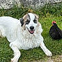 animal, beak, black_chicken, chicken, companion, dog, feathers, friendly, fur, grass, nature, outdoor, pet, relaxing, resting, smiling_dog, stone_wall, sunlight, white_dog, wildlife