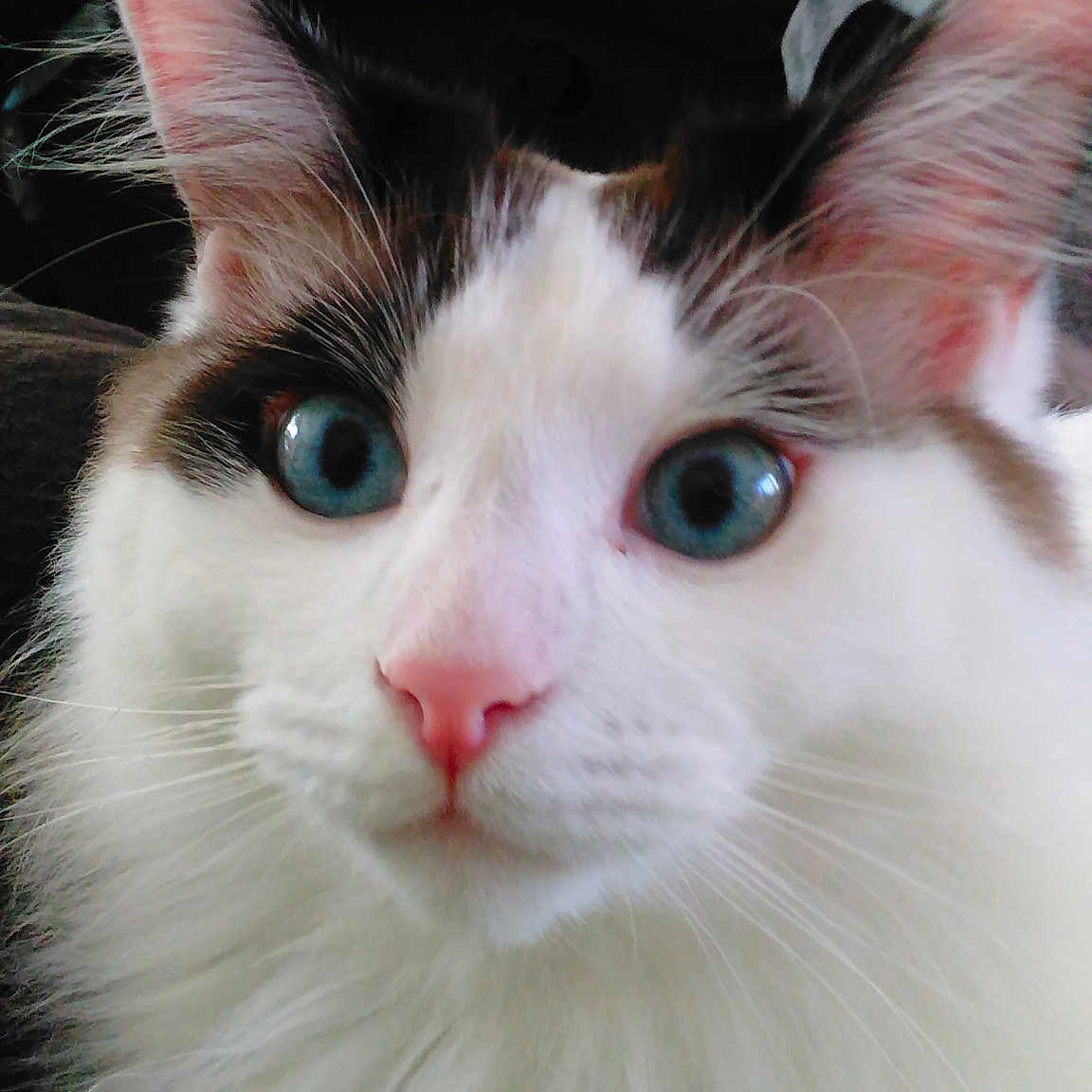 Grunt is registered to the contest to win money with this photo: aegean_cat, american_curl, carnivore, cat, domestic_long_haired_cat, ear, eye, felidae, fur, japanese_bobtail, javanese, kitten, mammal, norwegian_forest_cat, small_to_medium_sized_cats, snout, turkish_angora, turkish_van, vertebrate, whiskers