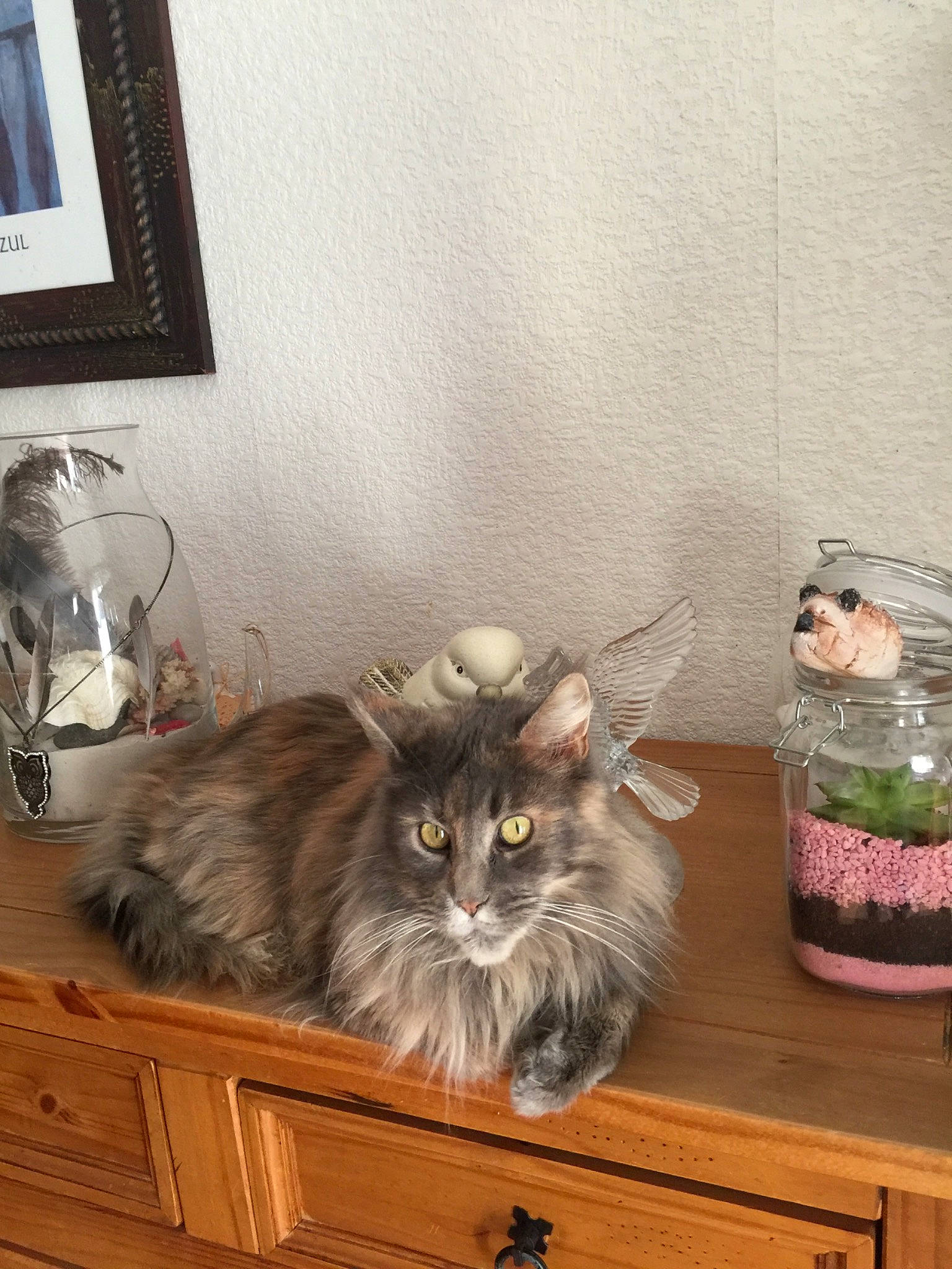 Funny participe au concours pour gagner de l'argent avec cette photo : cabinetry, carnivore, cat, domestic_short_haired_cat, drawer, fawn, felidae, flowerpot, fur, grey, hardwood, picture_frame, room, shelf, small_to_medium_sized_cats, tableware, terrestrial_animal, whiskers, wood, wood_stain