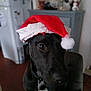 animal, black_dog, black_fur, blurred_background, canine, chair, christmas, costume, cute, decor, dog, festive, holiday, home, indoor, mammal, pet, portrait, santa_hat, white_markings
