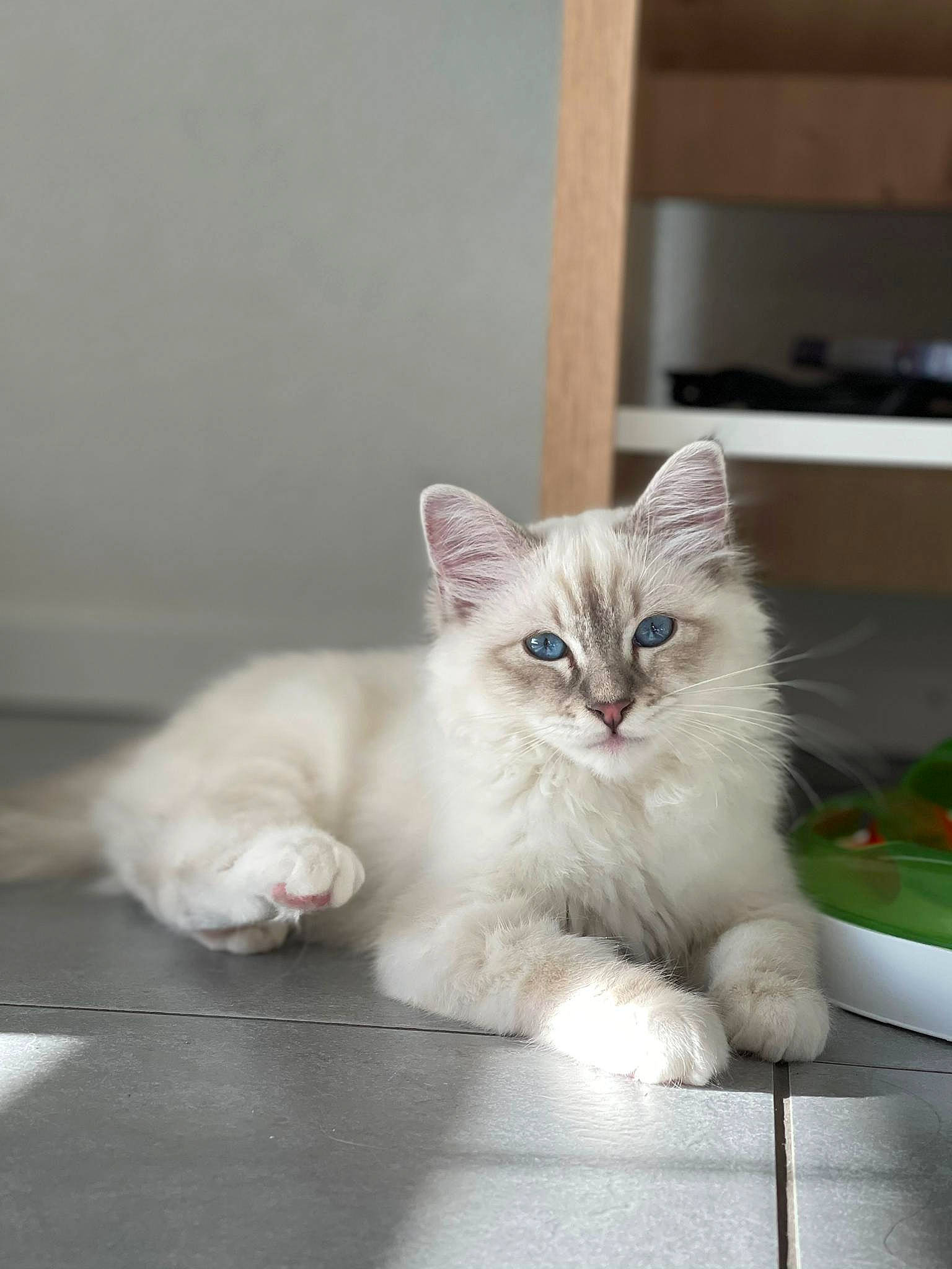 Raikou a rejoint le concours — aidez-le/la à gagner de superbes lots ! american_curl, asian, asian_semi_longhair, british_semi_longhair, burmilla, carnivore, cat, domestic_short_haired_cat, eye, fawn, felidae, kitten, mammal, ragamuffin, ragdoll, siberian, small_to_medium_sized_cats, turkish_angora, vertebrate, whiskers