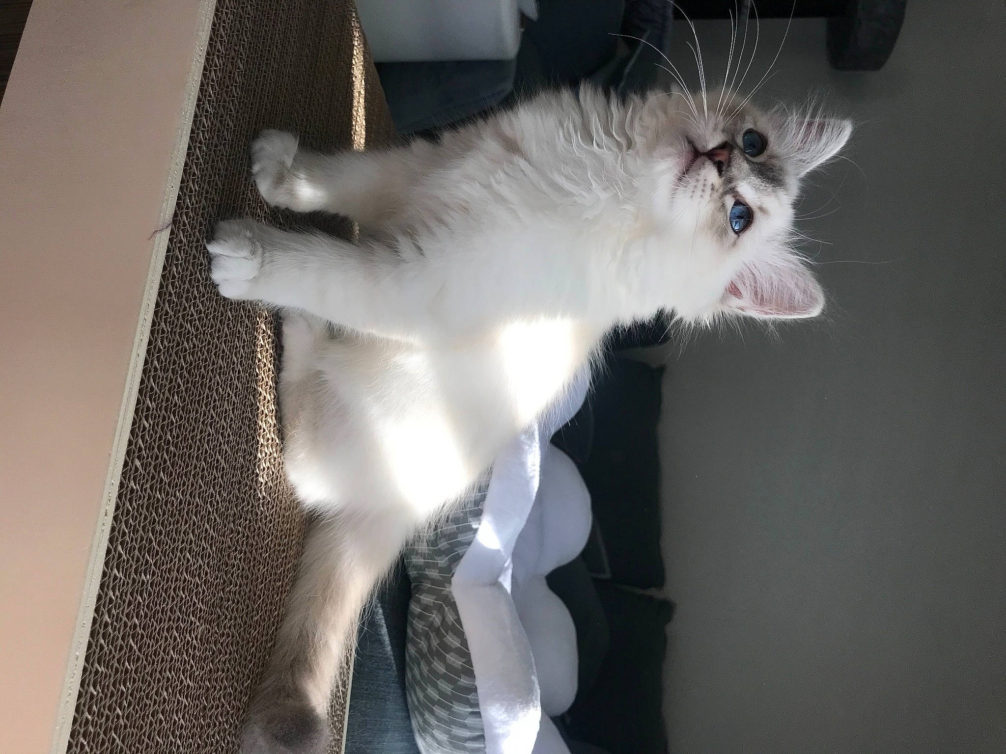 Raikou participe au concours pour gagner de l'argent avec cette photo : aegean_cat, american_curl, balinese, burmilla, carnivore, cat, domestic_short_haired_cat, felidae, fur, norwegian_forest_cat, paw, polydactyl_cat, ragdoll, small_to_medium_sized_cats, tail, turkish_angora, turkish_van, whiskers