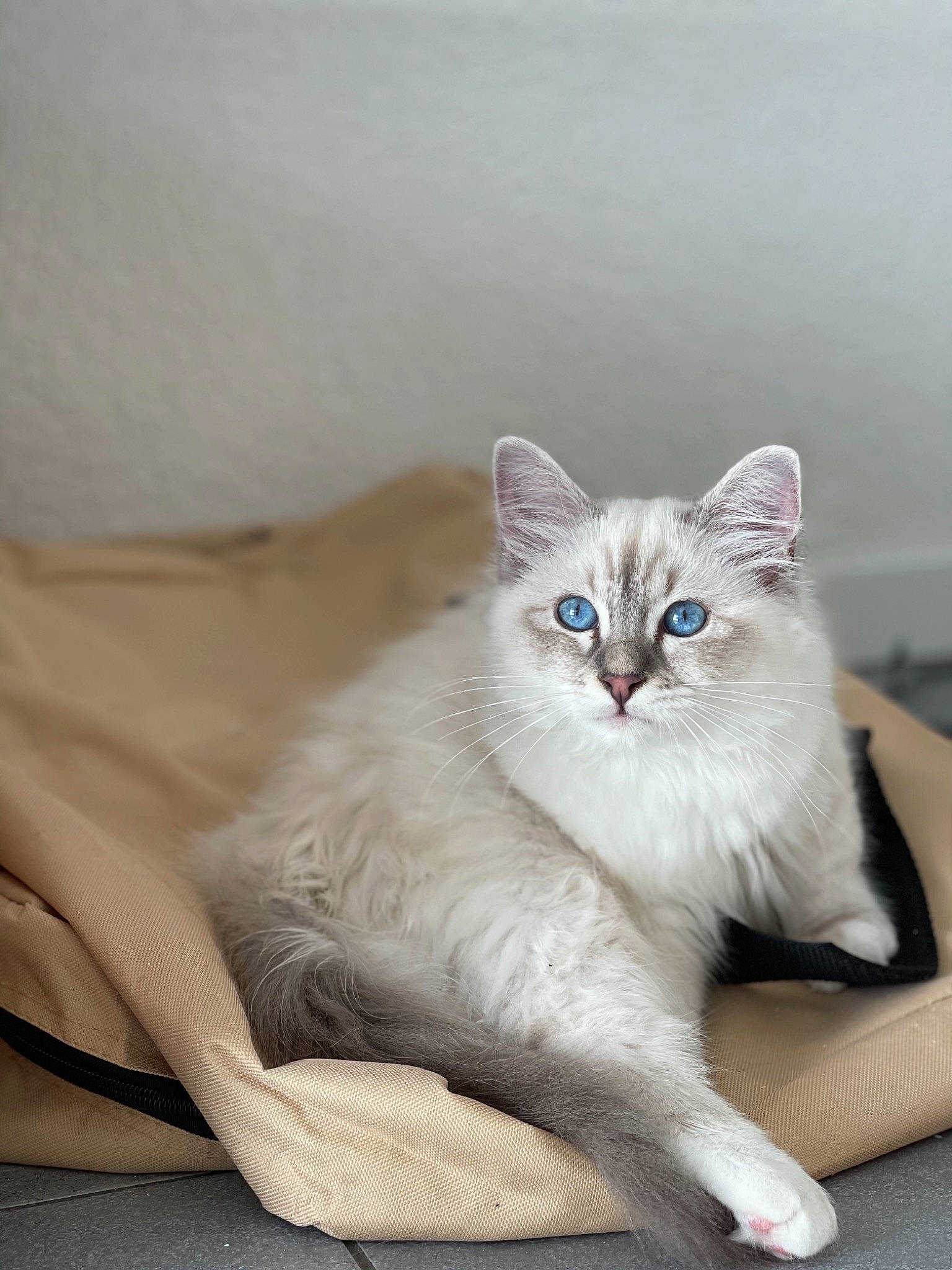 Raikou participe au concours pour gagner de l'argent avec cette photo : asian, asian_semi_longhair, balinese, birman, burmilla, carnivore, cat, colorpoint_shorthair, domestic_short_haired_cat, eye, fawn, felidae, kitten, mammal, ojos_azules, ragdoll, small_to_medium_sized_cats, thai, vertebrate, whiskers