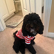 Hendrixx is registered to the contest to win money with this photo: dog, poodle, black_dog, pet, indoor, carpet, striped_shirt, clothing, home, door, bathroom, rug, cute, sitting, fur, animal, canine, curly_fur, small_dog, portrait