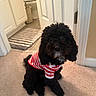 dog, poodle, black_dog, pet, indoor, carpet, striped_shirt, clothing, home, door, bathroom, rug, cute, sitting, fur, animal, canine, curly_fur, small_dog, portrait