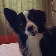 Hercule a rejoint le concours — aidez-le/la à gagner de superbes lots !