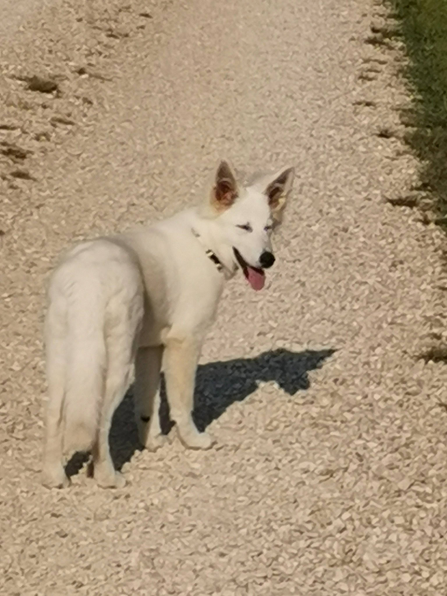 Ulka a rejoint le concours — aidez-le/la à gagner de superbes lots ! ancient_dog_breeds, carnivore, collar, companion_dog, dog, dog_breed, non_sporting_group, soil, sporting_group, tail, terrestrial_animal, working_animal, working_dog