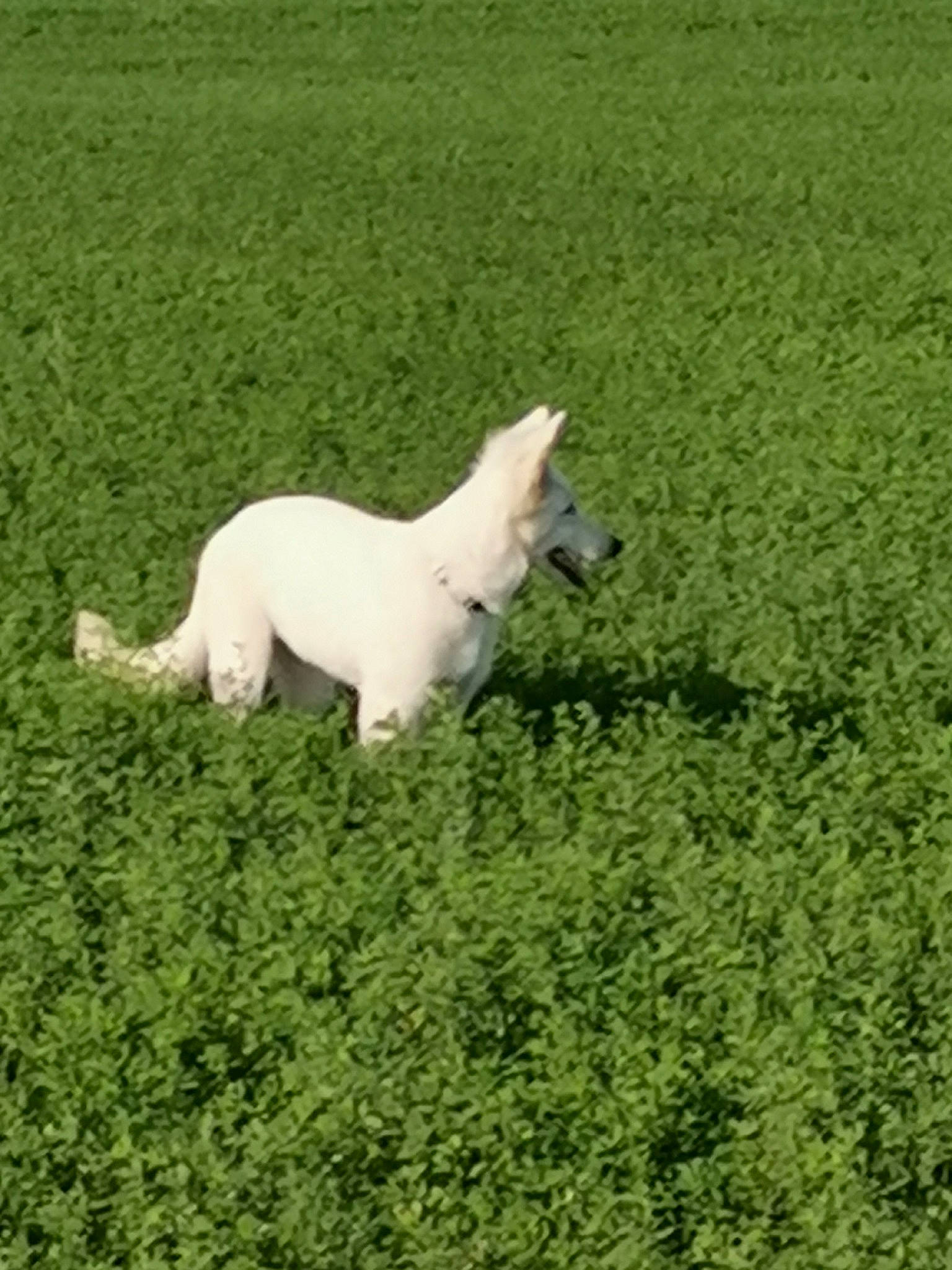 Ulka participe au concours pour gagner de l'argent avec cette photo : canidae, carnivore, companion_dog, dog, dog_breed, fawn, field, grass, grassland, grazing, groundcover, livestock, meadow, pasture, plant, snout, sporting_group, tail, terrestrial_animal, working_animal