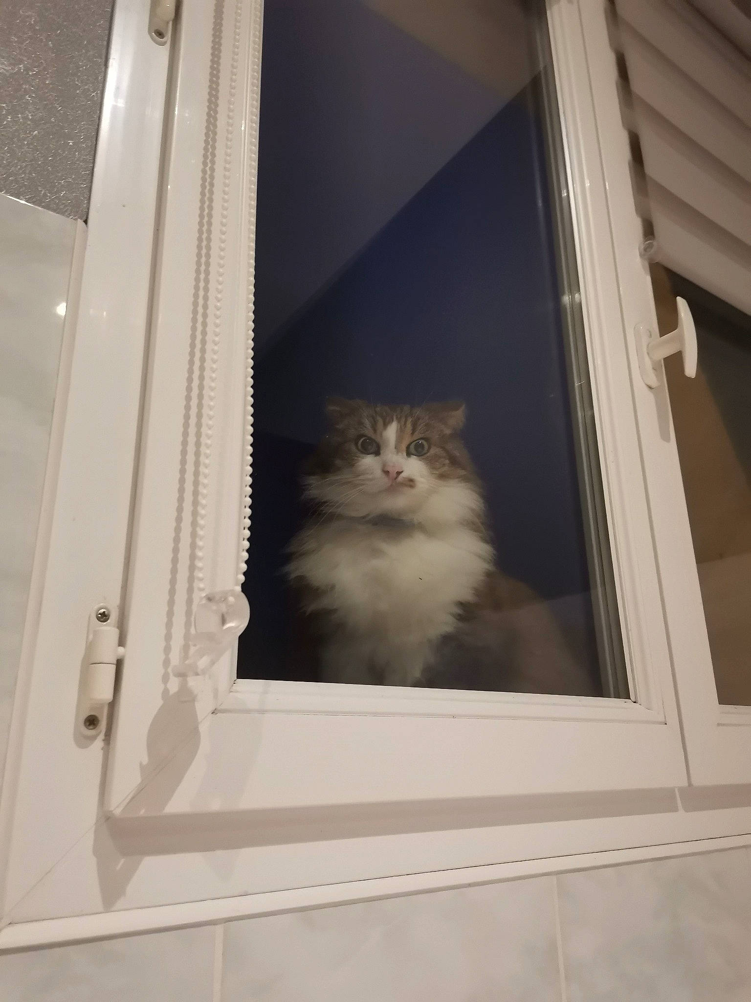 Hyppi a rejoint le concours — aidez-le/la à gagner de superbes lots ! carnivore, cat, door, felidae, fur, glass, grey, hardwood, home_door, house, rectangle, room, sash_window, shelf, small_to_medium_sized_cats, tail, tints_and_shades, whiskers, window, wood