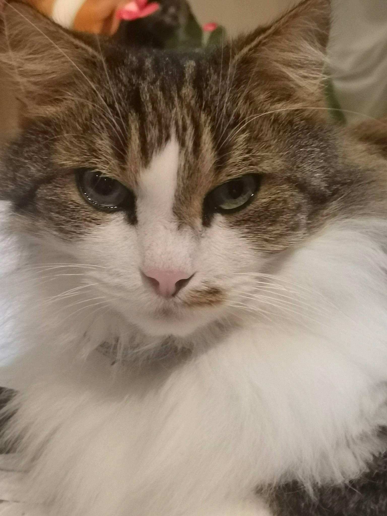 Hyppi a rejoint le concours — aidez-le/la à gagner de superbes lots ! carnivore, cat, domestic_short_haired_cat, event, eye, felidae, fur, small_to_medium_sized_cats, snout, terrestrial_animal, tree, whiskers, window