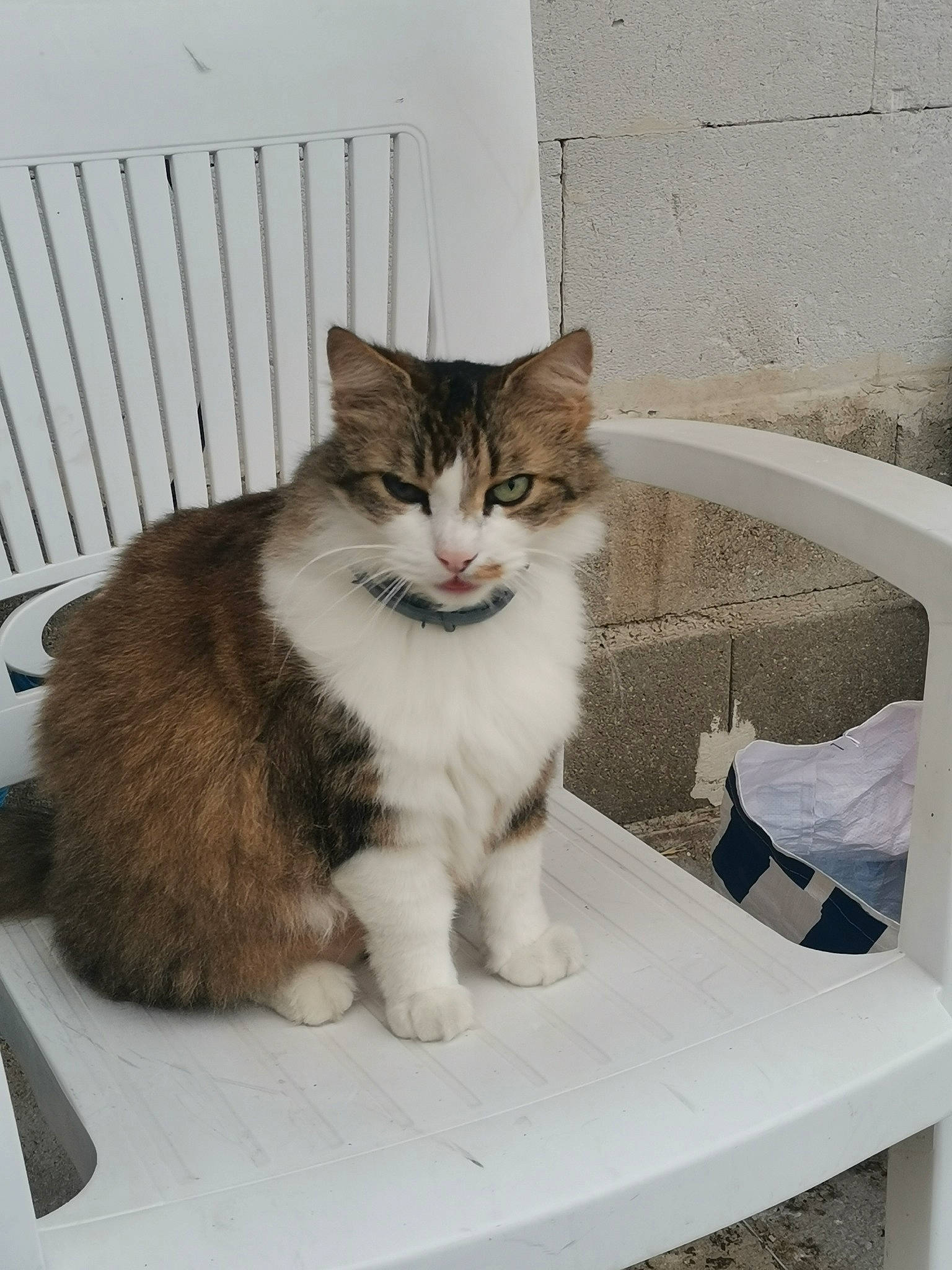 Hyppi participe au concours pour gagner de l'argent avec cette photo : box, carnivore, cat, comfort, domestic_short_haired_cat, felidae, fence, fur, outdoor_furniture, paw, rectangle, sitting, small_to_medium_sized_cats, snout, table, tail, whiskers, window, wood