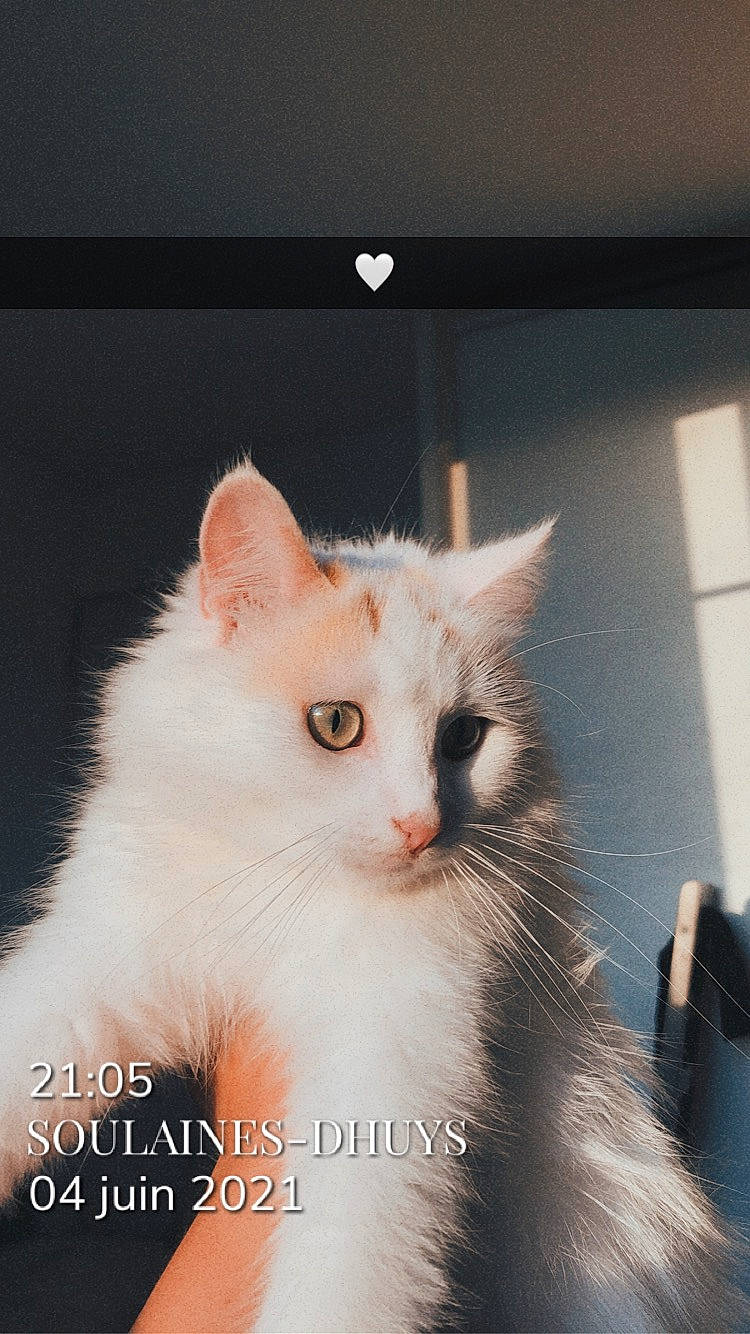 Yukie participe au concours pour gagner de l'argent avec cette photo : carnivore, cat, claw, domestic_short_haired_cat, felidae, fur, iris, paw, small_to_medium_sized_cats, snout, tail, whiskers, window