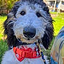 dog, close_up, outdoor, collar, leash, black_nose, curly_fur, white_fur, black_fur, pet, animal, canine, fur, portrait, sunlight, greenery, house, cute, fluffy, curious