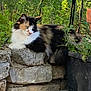 cat, calico, fluffy, stone_wall, outdoor, greenery, plants, nature, relaxed, lounging, fur, pet, animal, sunlight, garden, curious, resting, wildlife, daylight, calm