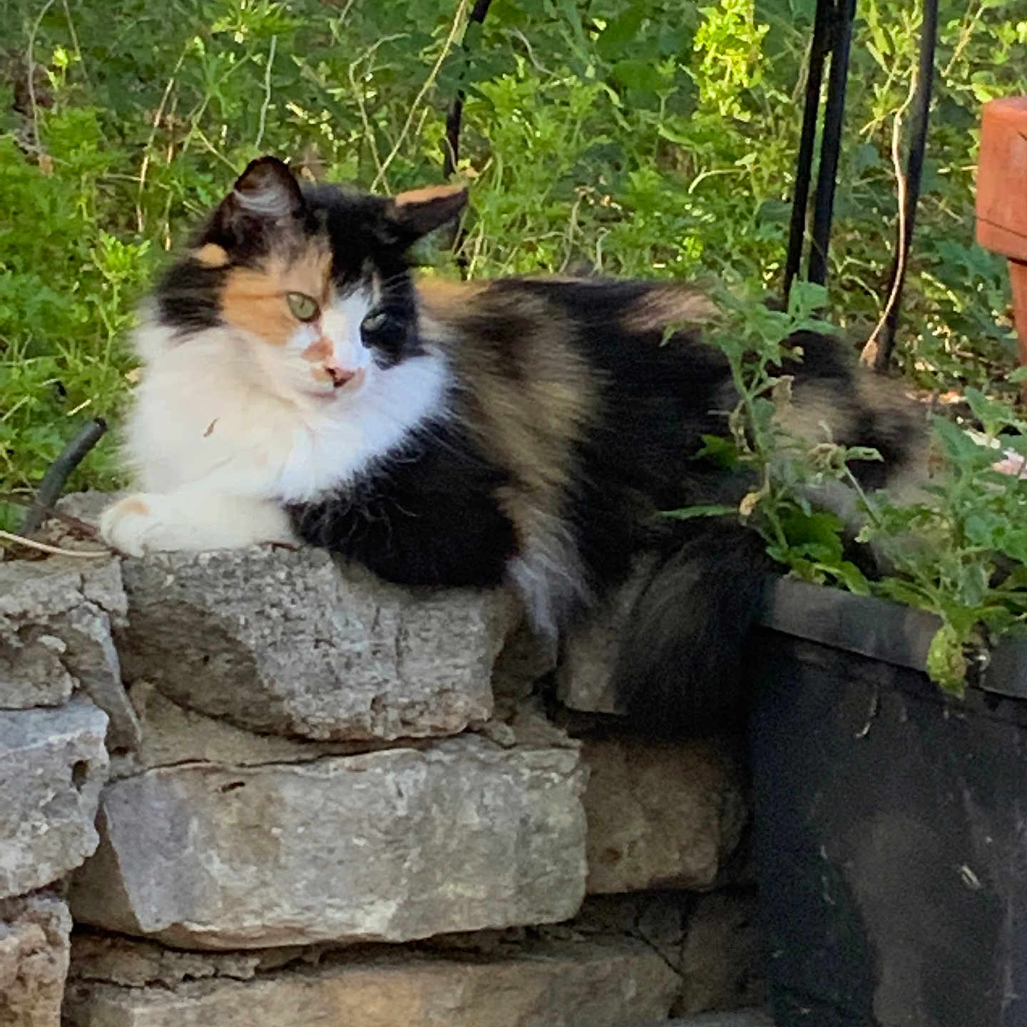 Jezabelle is registered to the contest to win money with this photo: animal, calico, calm, cat, curious, daylight, fluffy, fur, garden, greenery, lounging, nature, outdoor, pet, plants, relaxed, resting, stone_wall, sunlight, wildlife