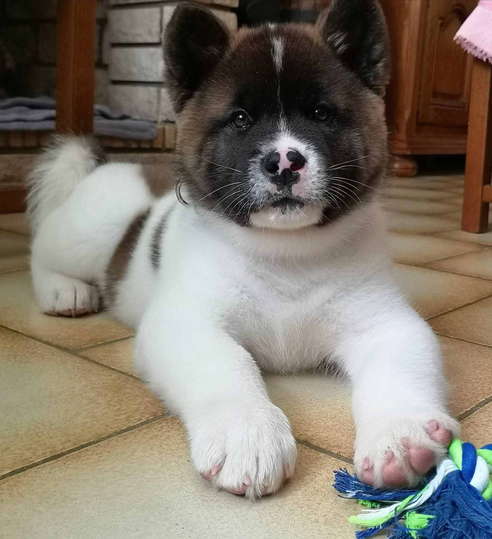 Royko participe au concours pour gagner de l'argent avec cette photo : akita, akita_inu, ancient_dog_breeds, canidae, carnivore, companion_dog, dog, dog_breed, fawn, mammal, puppy, rare_breed_dog, snout, spitz, sporting_group, thai_bangkaew_dog, vertebrate, working_dog