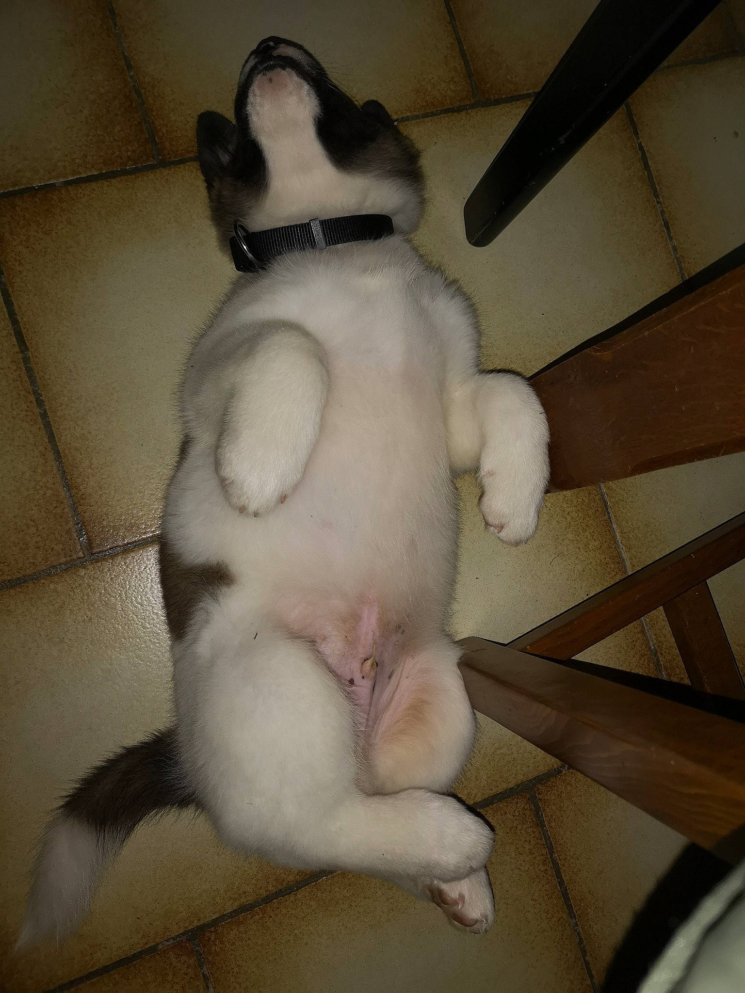 Royko participe au concours pour gagner de l'argent avec cette photo : canidae, cat, fawn, felidae, fur, leg, nose, paw, rabbit, small_to_medium_sized_cats, tail, whiskers