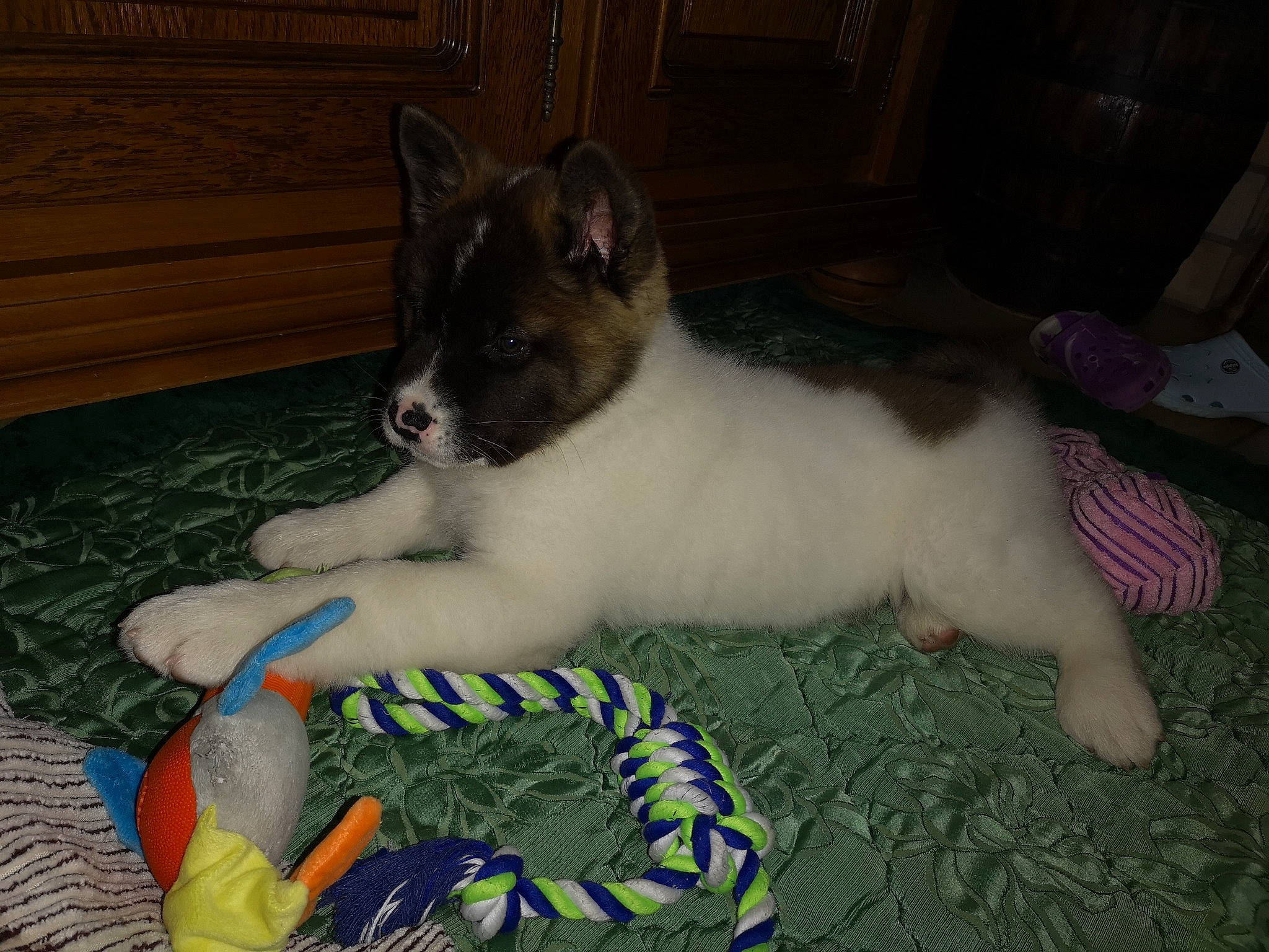 Royko a rejoint le concours — aidez-le/la à gagner de superbes lots ! canidae, carnivore, cat, dog, dog_breed, felidae, mammal, small_to_medium_sized_cats, tail, whiskers