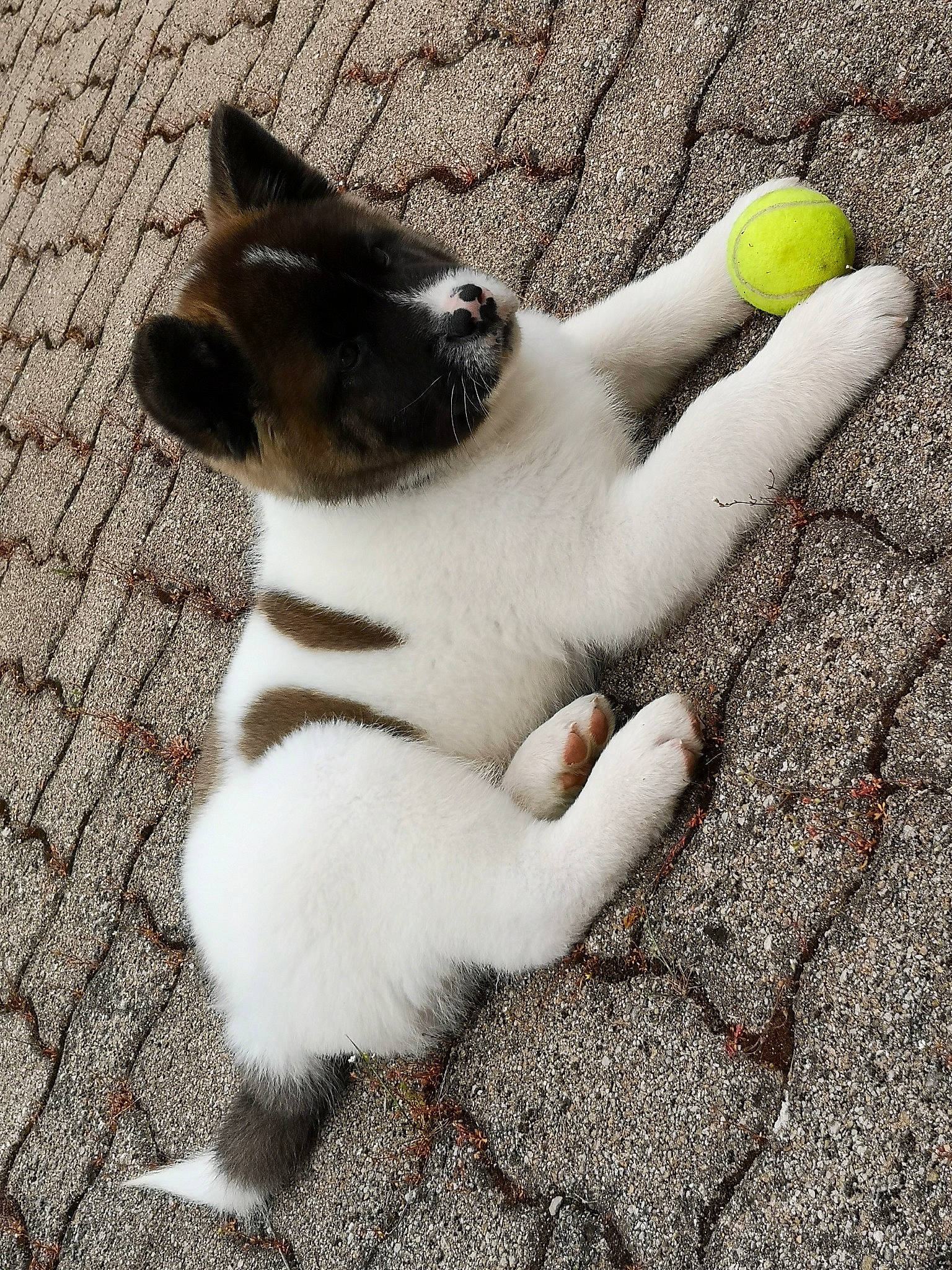 Royko a rejoint le concours — aidez-le/la à gagner de superbes lots ! ball, canidae, carnivore, cat, claw, fawn, felidae, hand, paw, play, polydactyl_cat, small_to_medium_sized_cats, tail, whiskers