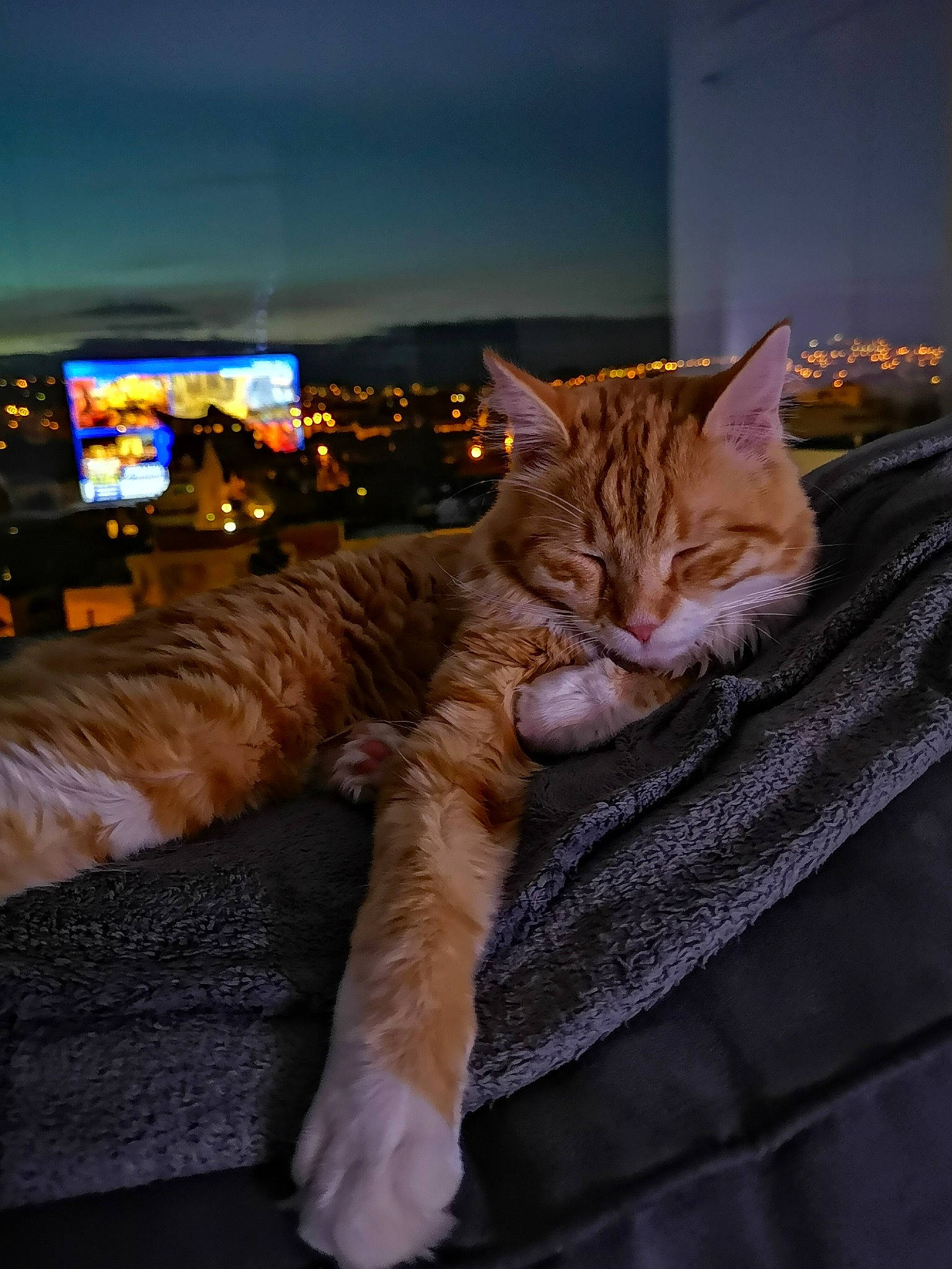 Mia participe au concours pour gagner de l'argent avec cette photo : aegean_cat, american_shorthair, asian, carnivore, cat, domestic_short_haired_cat, dragon_li, european_shorthair, eye, fawn, felidae, fur, kitten, nap, sky, small_to_medium_sized_cats, snout, tabby_cat, toyger, whiskers