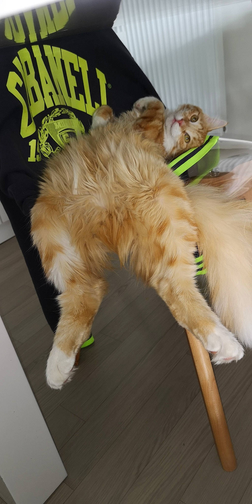 Mia a rejoint le concours — aidez-le/la à gagner de superbes lots ! carnivore, cat, fawn, felidae, fur, norwegian_forest_cat, small_to_medium_sized_cats, tail