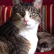 Dylan is registered to the contest to win money with this photo: animal, cat, closeup, cozy, domestic_cat, ears, feline, furniture, indoor, pet, portrait, red_couch, relaxed, resting, sleeping_cat, striped_cushion, tabby_cat, two_cats, whiskers, white_chest