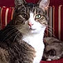 animal, cat, closeup, cozy, domestic_cat, ears, feline, furniture, indoor, pet, portrait, red_couch, relaxed, resting, sleeping_cat, striped_cushion, tabby_cat, two_cats, whiskers, white_chest