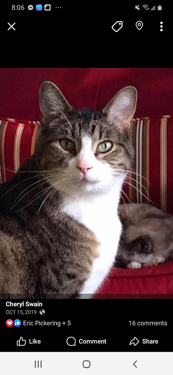 Dylan