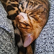 Arthus participe au concours pour gagner de l'argent avec cette photo : animal, bengal_cat, cat, cozy, curled_up, cute, ear, fur, indoor, knitwear, leggings, nap, paw, pet, relaxing, resting, sleeping, striped, tabby, whiskers