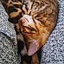 animal, bengal_cat, cat, cozy, curled_up, cute, ear, fur, indoor, knitwear, leggings, nap, paw, pet, relaxing, resting, sleeping, striped, tabby, whiskers