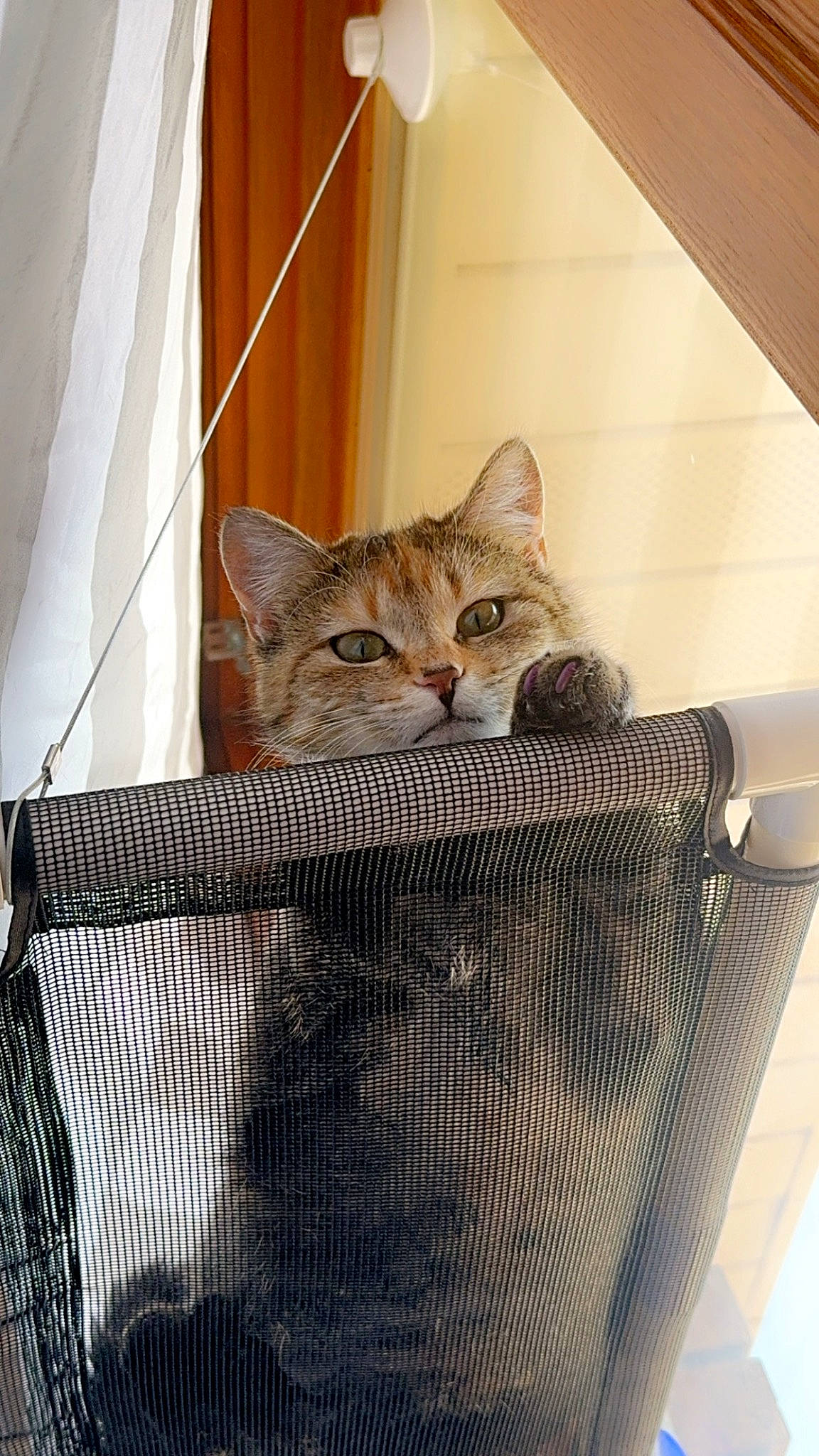 Lovie joined the competition — help win amazing prizes! animal_shelter, basket, box, carnivore, cat, cat_supply, comfort, domestic_short_haired_cat, door, fawn, felidae, fur, mesh, pet_supply, room, small_to_medium_sized_cats, tire, whiskers, wicker, wood