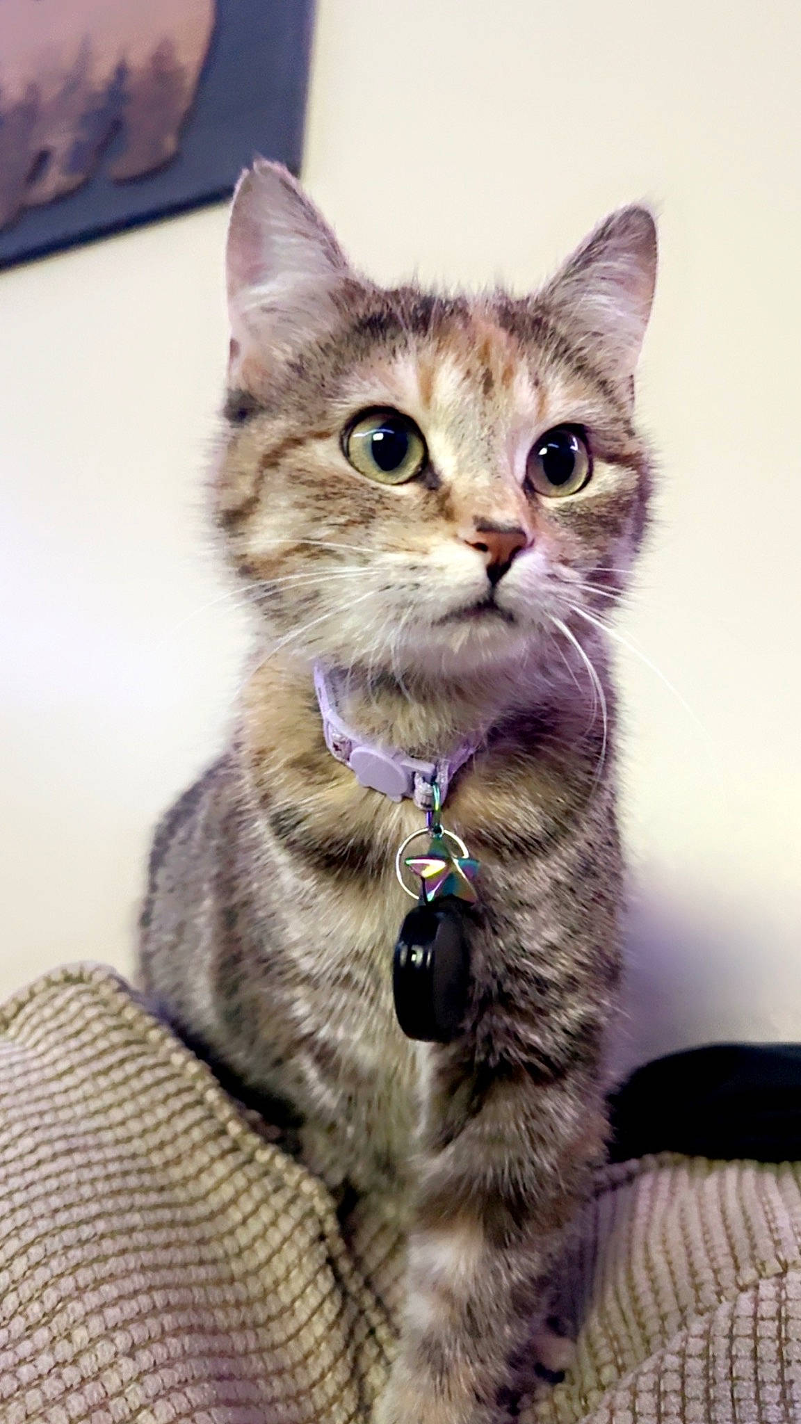 Lovie joined the competition — help win amazing prizes! carnivore, cat, cat_supply, claw, collar, domestic_short_haired_cat, fawn, felidae, fur, gesture, iris, paw, pet_supply, photo_caption, sitting, small_to_medium_sized_cats, snout, tail, whiskers, wildlife