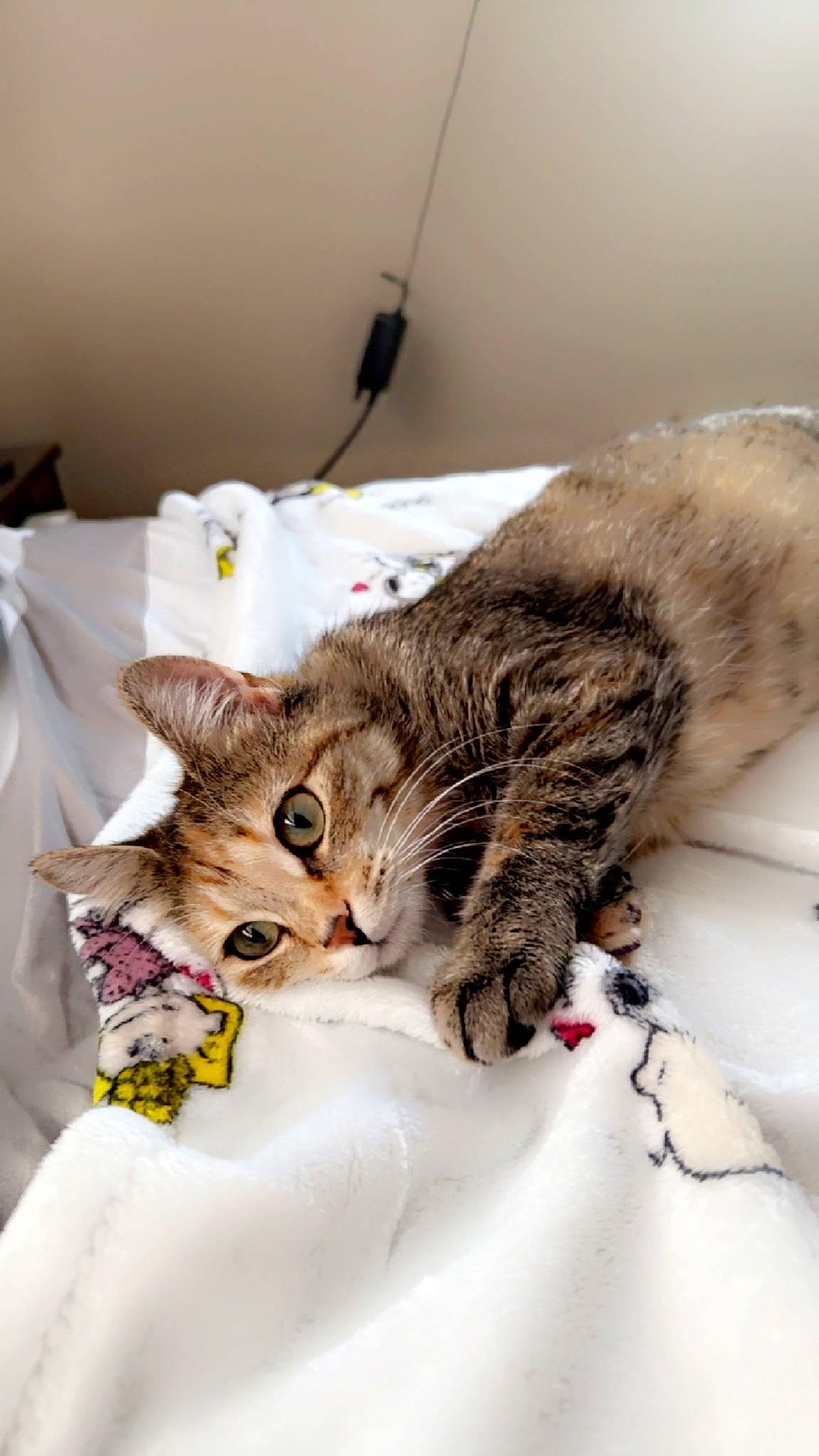 Lovie joined the competition — help win amazing prizes! bed, bedding, carnivore, cat, claw, comfort, domestic_short_haired_cat, felidae, fur, linens, paw, room, small_to_medium_sized_cats, tail, terrestrial_animal, tree, whiskers