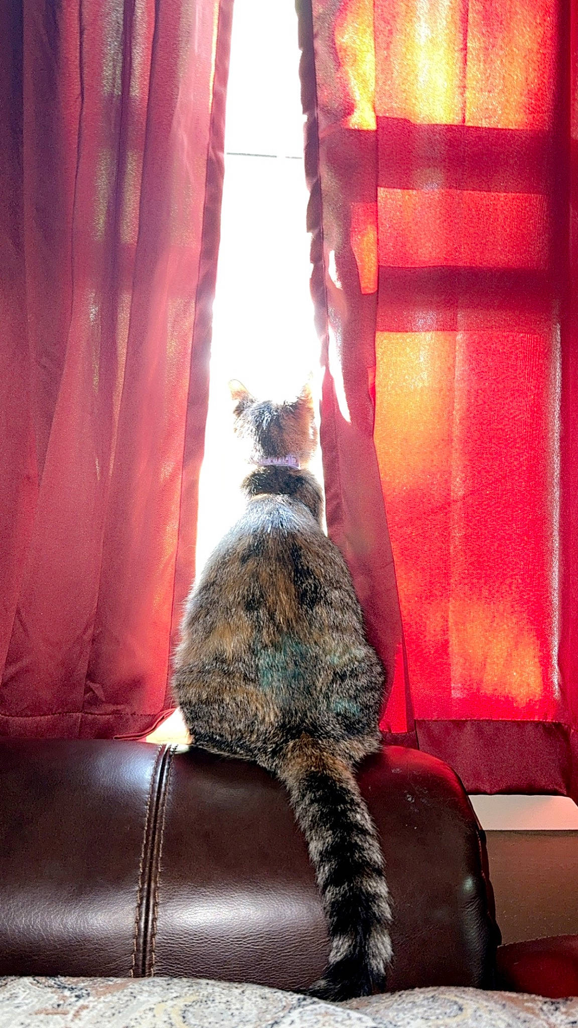 Lovie joined the competition — help win amazing prizes! carnivore, cat, comfort, curtain, felidae, human_leg, interior_design, orange, plant, small_to_medium_sized_cats, sunlight, tail, textile, tints_and_shades, vertebrate, whiskers, window, window_covering, window_treatment, wood