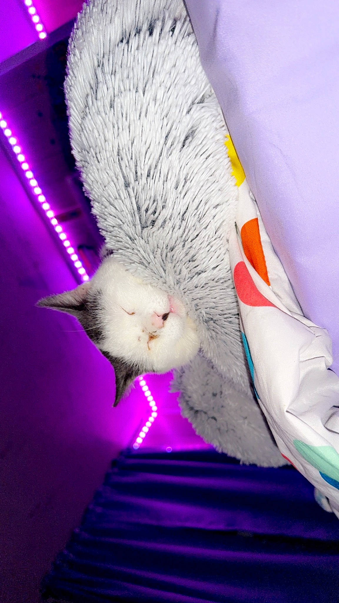 Bubbles joined the competition — help win amazing prizes! art, carnivore, cat, claw, domestic_short_haired_cat, electric_blue, feather, felidae, fur, linens, magenta, pattern, pink, purple, small_to_medium_sized_cats, stairs, tail, violet, whiskers, wing