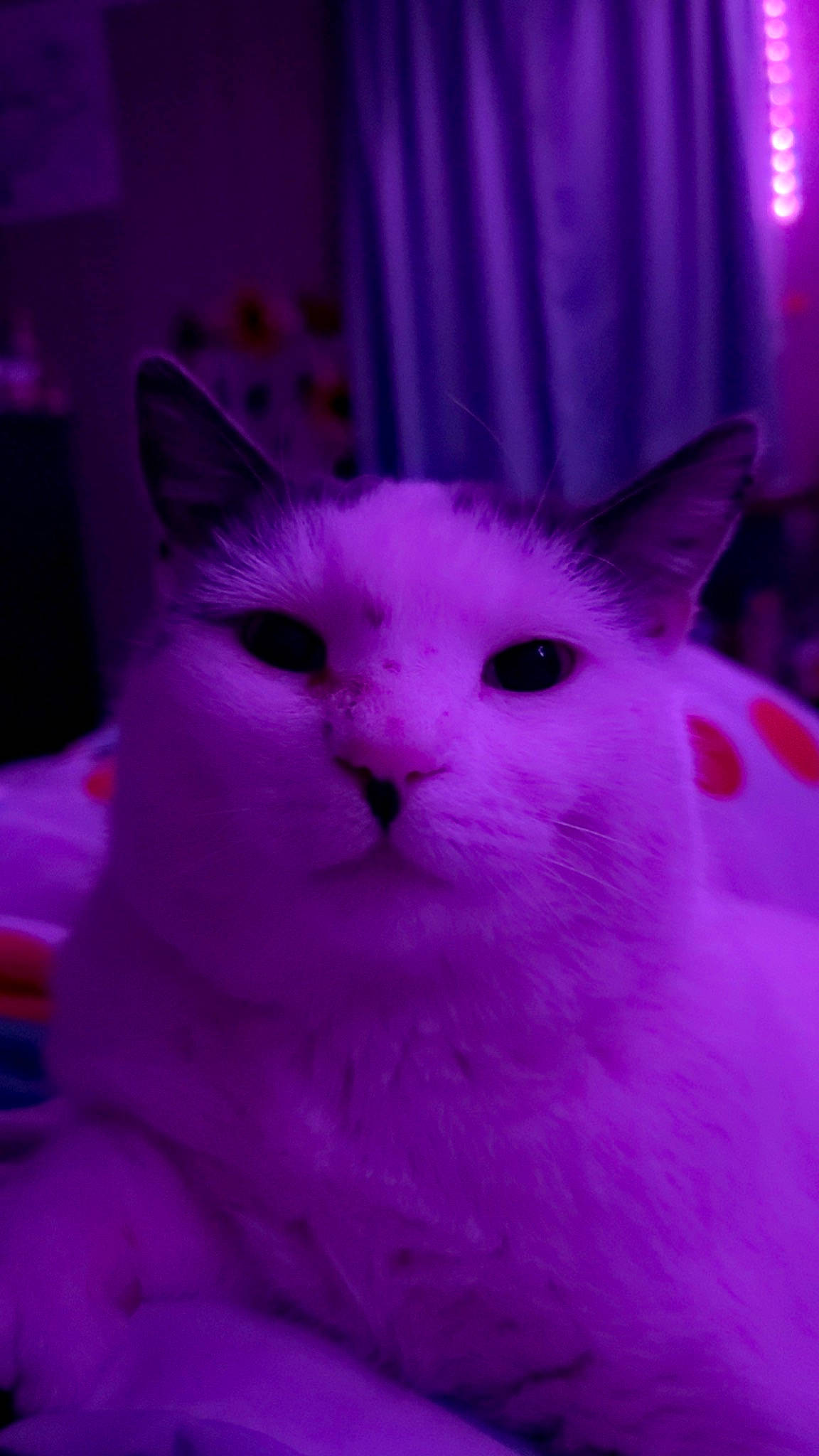 Bubbles joined the competition — help win amazing prizes! carnivore, cat, cat_supply, curtain, domestic_short_haired_cat, ear, event, felidae, fur, magenta, pink, purple, small_to_medium_sized_cats, snout, whiskers