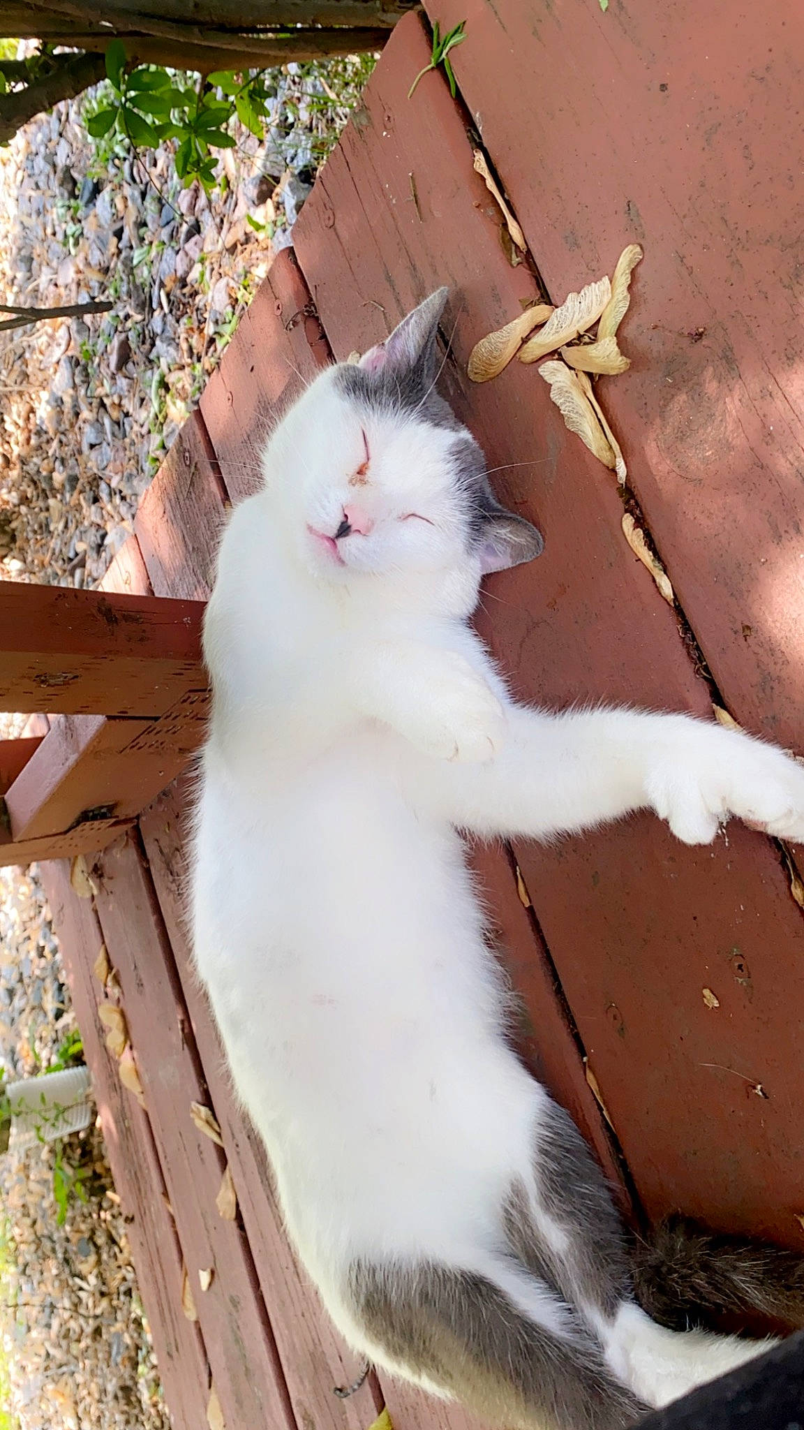 Bubbles is registered to the contest to win money with this photo: carnivore, cat, domestic_short_haired_cat, fawn, felidae, fur, grass, natural_material, plant, plant_stem, small_to_medium_sized_cats, snout, tail, terrestrial_animal, tree, twig, whiskers, wood