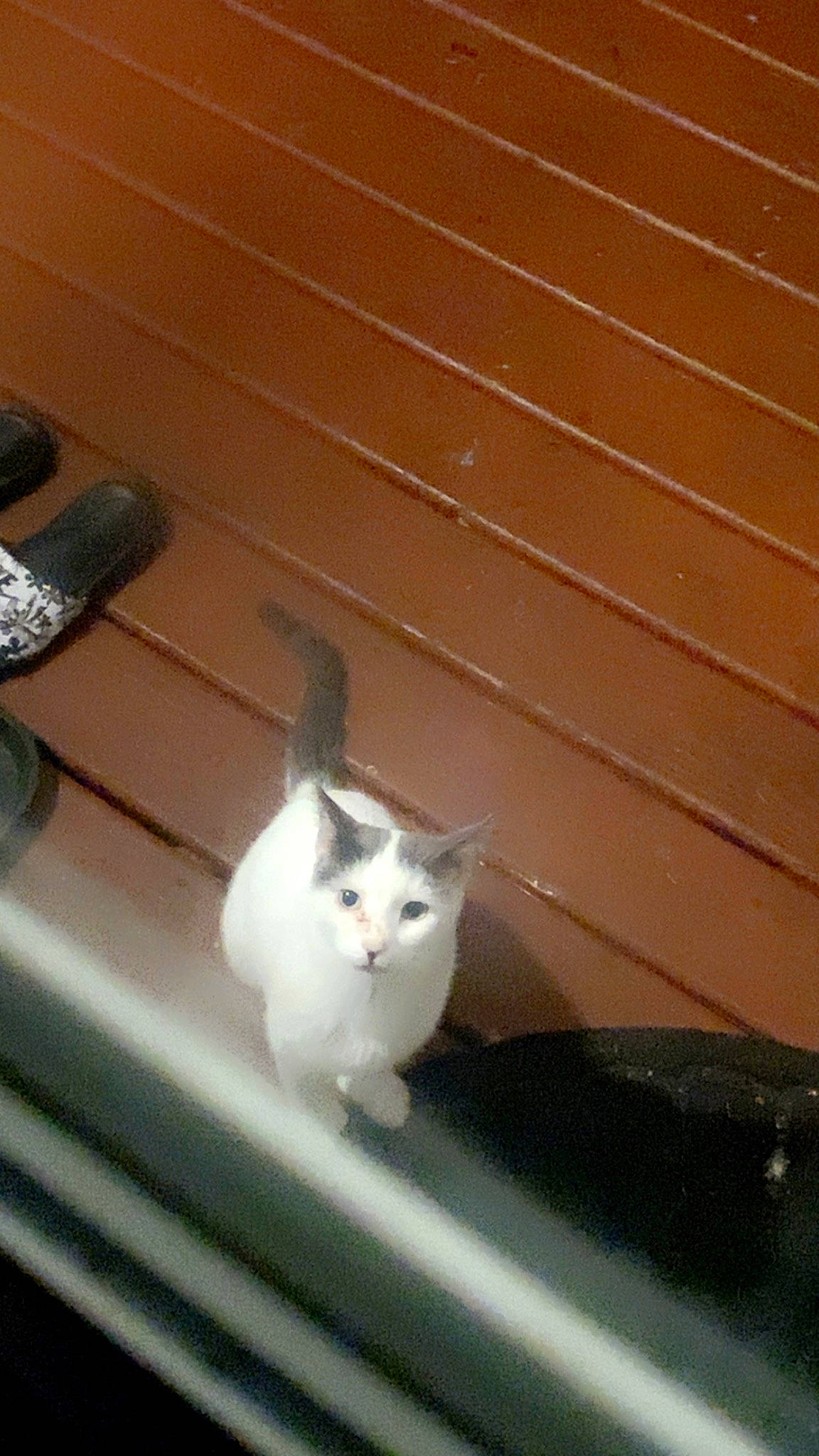 Bubbles is registered to the contest to win money with this photo: carnivore, cat, domestic_short_haired_cat, felidae, flooring, fur, hardwood, line, paw, room, siding, small_to_medium_sized_cats, snout, tail, tints_and_shades, whiskers, window, wood, wood_stain