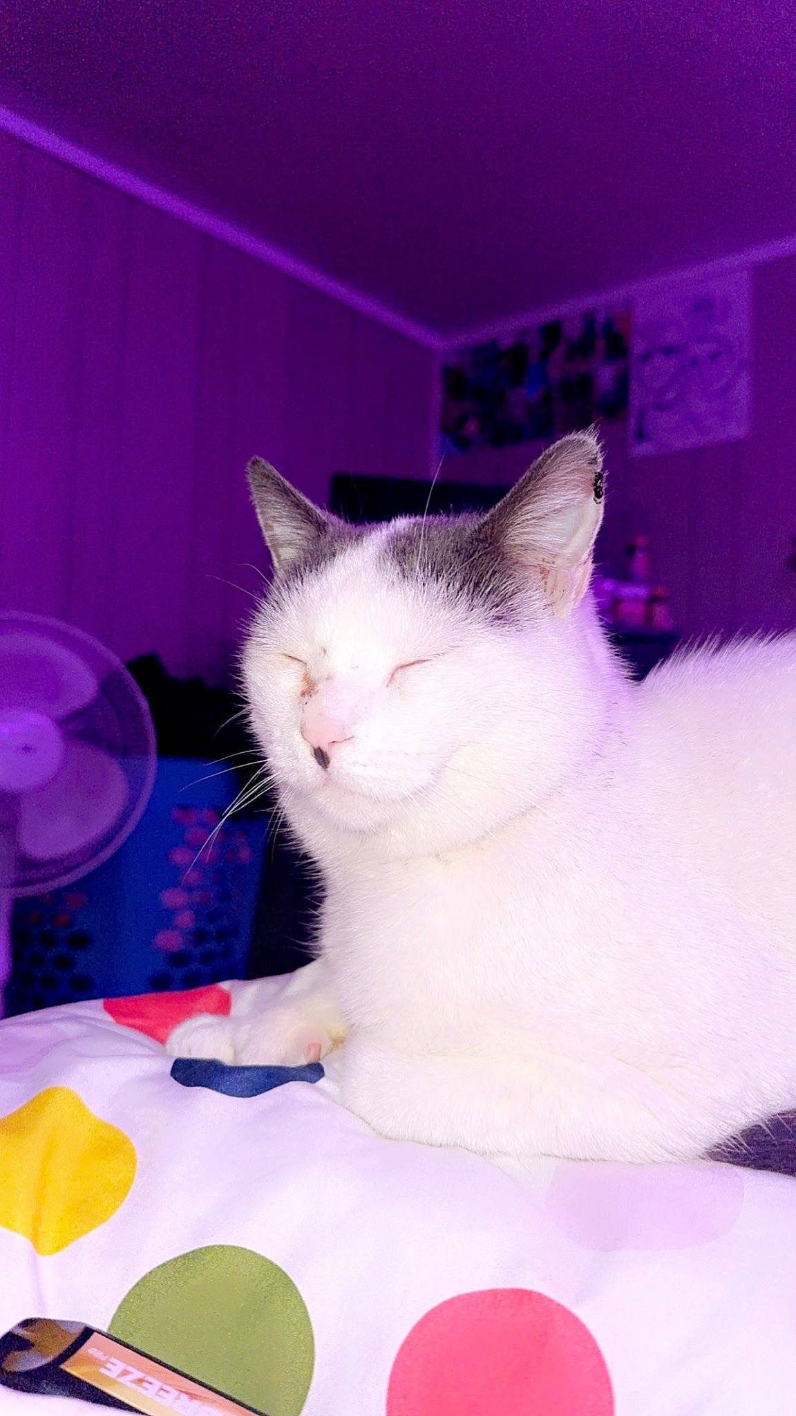 Bubbles joined the competition — help win amazing prizes! carnivore, cat, circle, domestic_short_haired_cat, fawn, felidae, fur, magenta, paw, petal, pink, purple, small_to_medium_sized_cats, snout, tail, whiskers