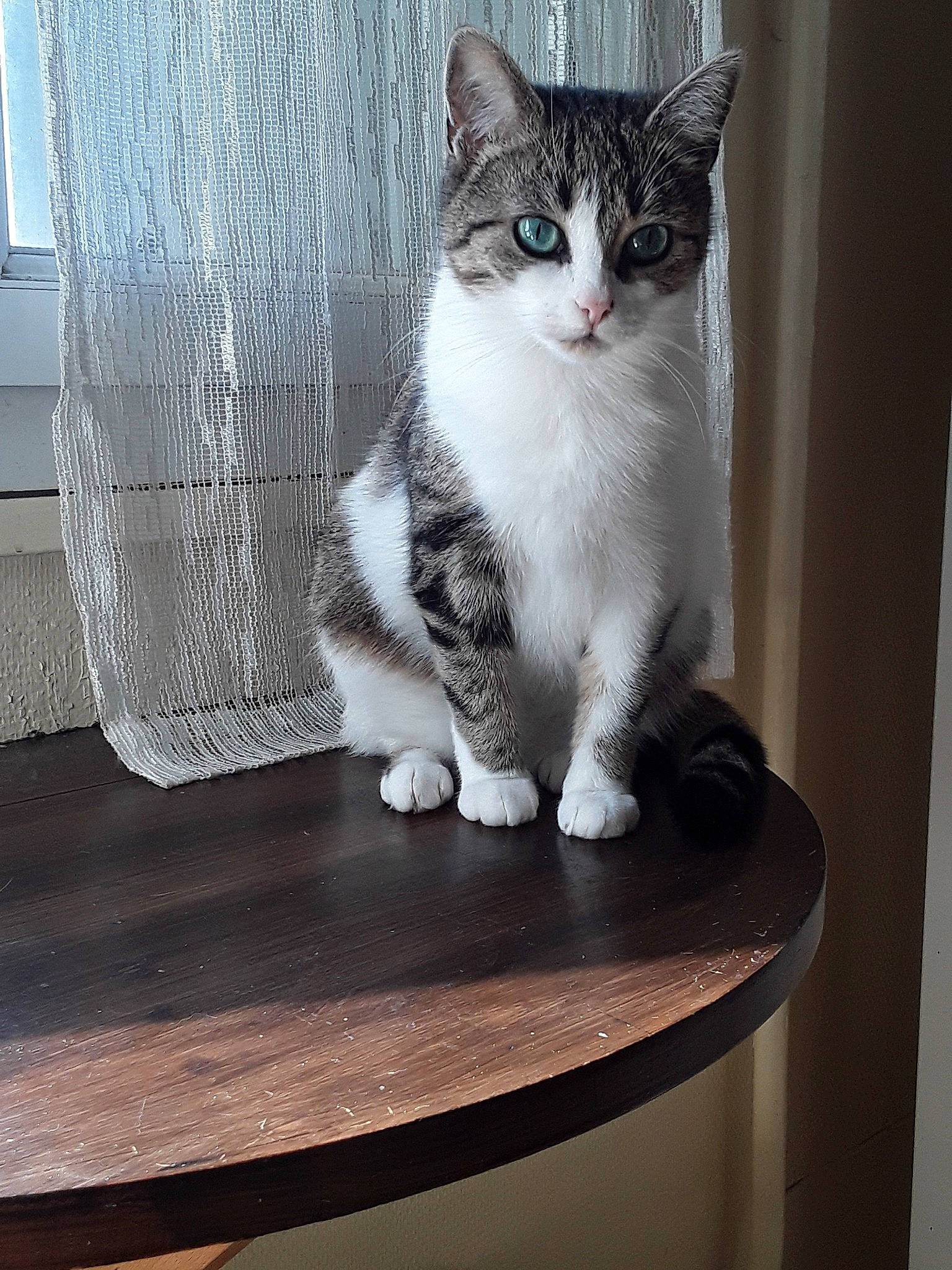 Neo participe au concours pour gagner de l'argent avec cette photo : aegean_cat, american_wirehair, asian, carnivore, cat, domestic_short_haired_cat, european_shorthair, felidae, fur, kitten, mammal, ojos_azules, polydactyl_cat, small_to_medium_sized_cats, tabby_cat, table, whiskers